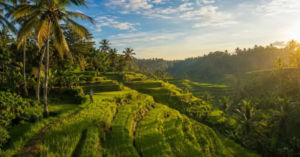 Aerial view of Tegallalang rice terraces in Bali — one of the best things to do in Bali for nature lovers